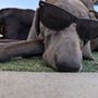 Photo of Paws To Play