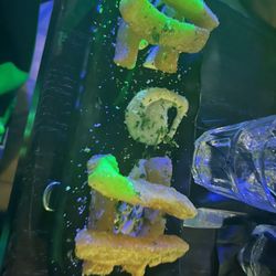 La Mesa Miami - Yuca frita appetizer
