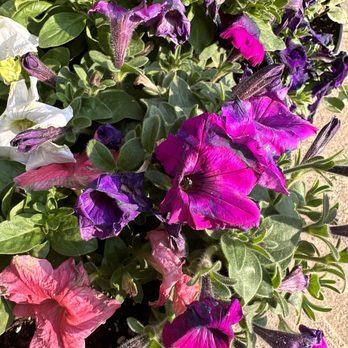 Perfect Power Wash - Ruined flowers from their service - Pressure Washers Near Me - Warrendale, Pennsylvania