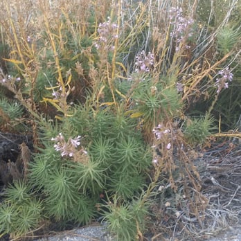 Chilao Campground - Poodle bush. Stay away from this pretty bloom. It is a serious irritant and can be dangerous to dogs. - Campgrounds Near Me