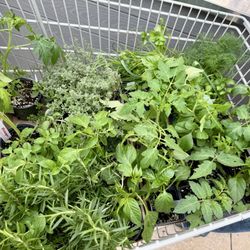 Milaeger's - A cart full of plants.
