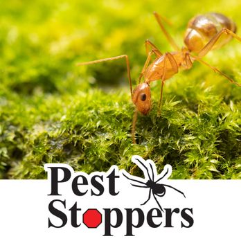 Pest Stoppers - Pest Control Near Me - Spring, Texas Pest Stoppers - Pest Control Near Me - Spring, Texas