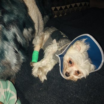 PetSmart - I'm keeping him comfortable throughout the day. I hope he'll be okay, the nice people at the Vet will take good care of him. - Pet Training Near Me - Fresno, California