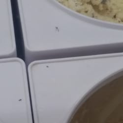Baskin-Robbins