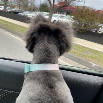 Petco - Pet Training Near Me - Enfield, Connecticut