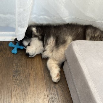 Skyland Malamutes - Pet Breeders Near Me Skyland Malamutes - Pet Breeders Near Me