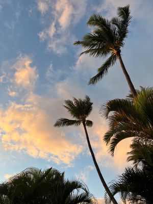 Myths of Maui luau by null