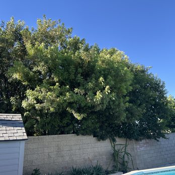 Arevalo Tree Service and Landscape - Before - Tree Services Near Me Arevalo Tree Service and Landscape - Before - Tree Services Near Me