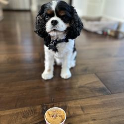 Cookie Dough Bliss - Puppy dough