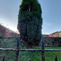 Quaker Burial Ground - The Quaker burial ground
