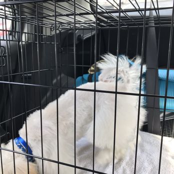 PetSmart - PetSmart Pembroke Pines bad haircut - Pet Stores Near Me - Pembroke Pines, Florida