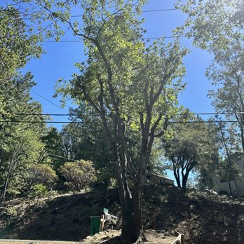 Strickland Tree Services & Brush Clearing - Tree Services Near Me