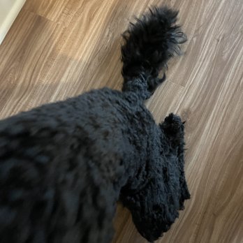 Petco - Tail not combed. - Pet Stores Near Me - Lithonia, Georgia
