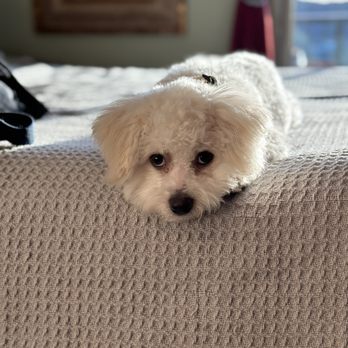Spokane Dog Grooming - Pet Groomers Near Me - Spokane, Washington Spokane Dog Grooming - Pet Groomers Near Me - Spokane, Washington