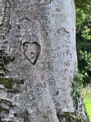 The Dark Hedges by null