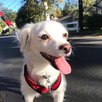 Yo Dog Walker - Dog Walkers Near Me
