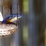 WILD BIRDS UNLIMITED - Updated September 2025 - 14 Reviews