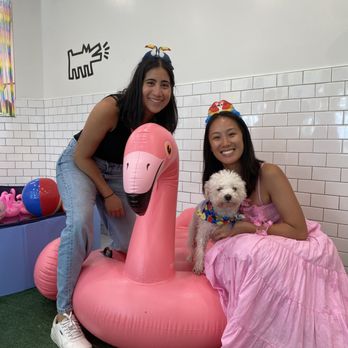 Dozo Dog - Pet Training Near Me - Queens, New York