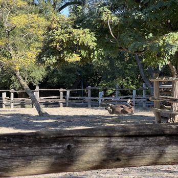 Riverdale Farm - Horse - Zoos Near Me - Toronto, Ontario Riverdale Farm - Horse - Zoos Near Me - Toronto, Ontario