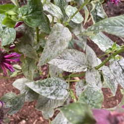 Kiefer Landscaping & Nursery