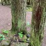 Photo of Hidden Grove