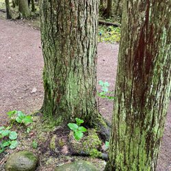 Hidden Grove