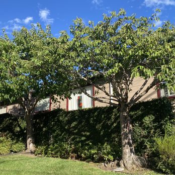 Madriz Tree Service - Tree Services Near Me - Richmond, California