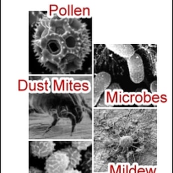 J&A Restoration - These things habitate in the indoor air we breathe. - Heating & Air Conditioning/HVAC Near Me - Crawfordville, Florida J&A Restoration - These things habitate in the indoor air we breathe. - Heating & Air Conditioning/HVAC Near Me - Crawfordville, Florida