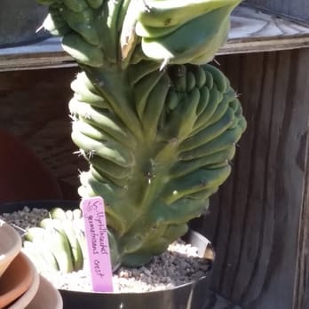 Grow - Oh my! What is that one? - Nurseries & Gardening Near Me - Cambria, California