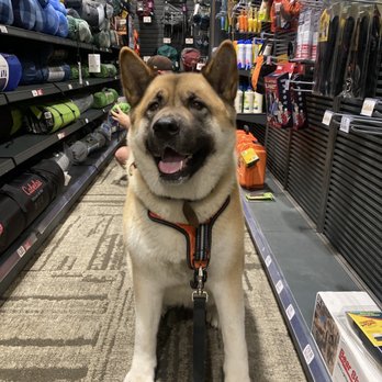 Cabela's - Zelda's getting ready to go camping! - Outdoor Gear Near Me - Ammon, Idaho