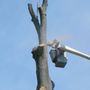 Adams Tree Service, Inc