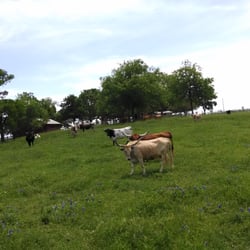 Texas Livestock Rentals - Cattle on property