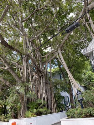 Conch Train Tour by null