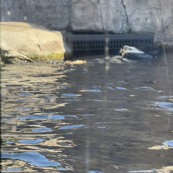 Monterey Bay Aquarium - Otters - Aquariums Near Me - Monterey, California Monterey Bay Aquarium - Otters - Aquariums Near Me - Monterey, California