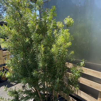 Polk's Plus - a small tree in a pot - Farmers Market Near Me - Pooler, Georgia