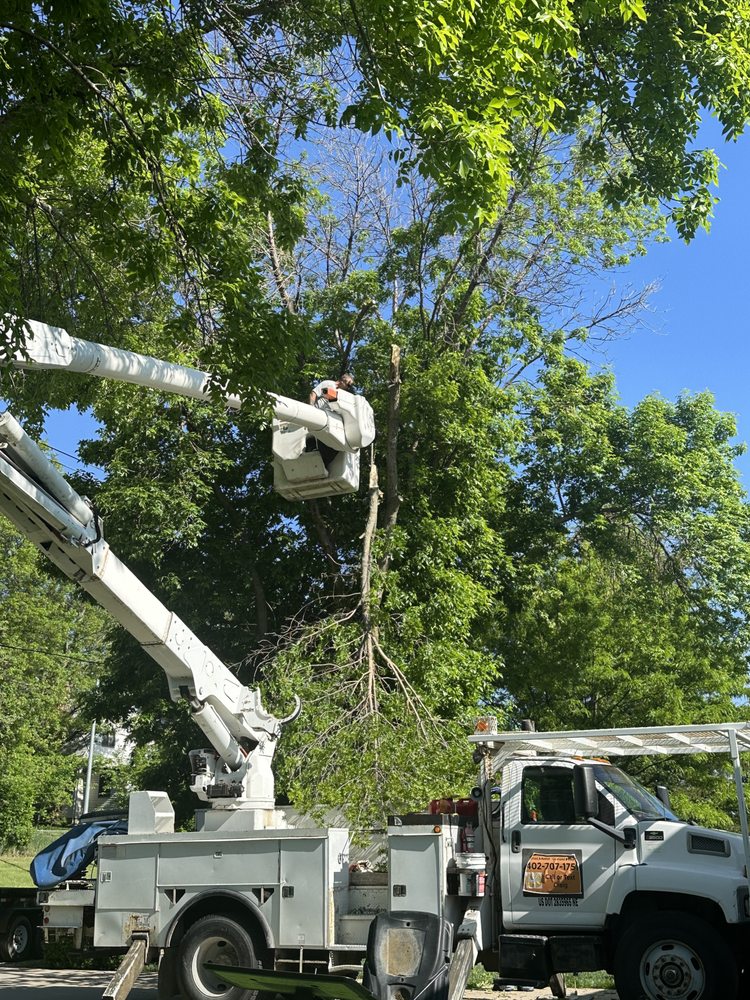 Kimball Tree Service - tree service in Bellevue, NE