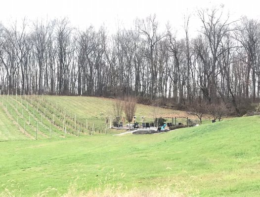 Royal Rabbit Vineyards by null