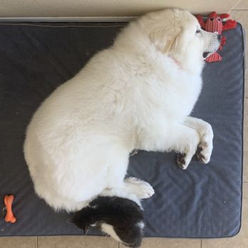 Shampooch Pet Styles - A well groomed dog and his best fur friend. - Pet Groomers Near Me - Temecula, California