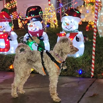 Desert Dogs - Pet Sitting Near Me - Bullhead City, Arizona