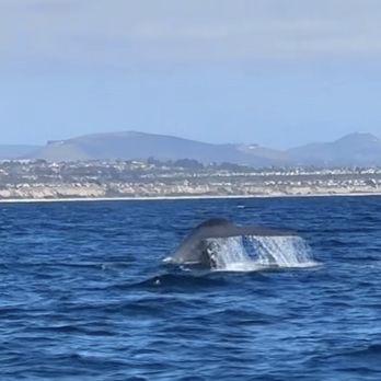 Oceanside Adventures - Boat Charters Near Me - Oceanside, California