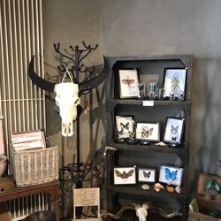 Vie De Vue - Real Steer skull
