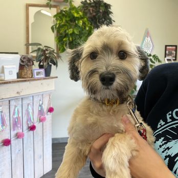 Glow Up Grooming - Pet Groomers Near Me - Anchorage, Alaska