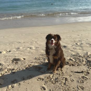 Abingdon Square Veterinary Clinic - made it to hawaii - Veterinarians Near Me - New York, New York