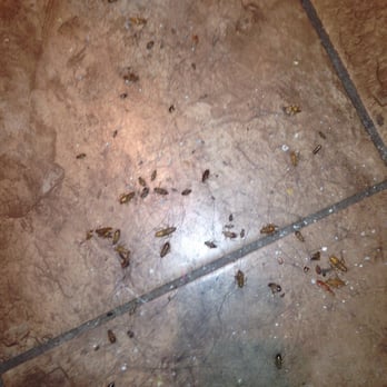 Prodigy Pest Solutions - More roaches - Pest Control Near Me - Morton, Pennsylvania Prodigy Pest Solutions - More roaches - Pest Control Near Me - Morton, Pennsylvania