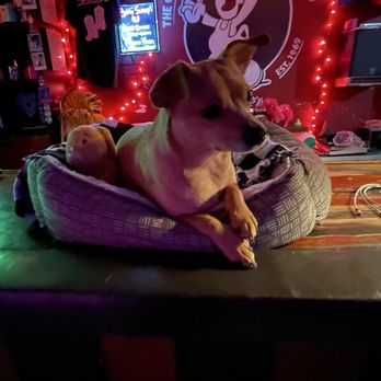 Shakey's - Dive Bars Near Me - Asheville, North Carolina Shakey's - Dive Bars Near Me - Asheville, North Carolina