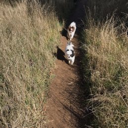 Dog friendly paths!