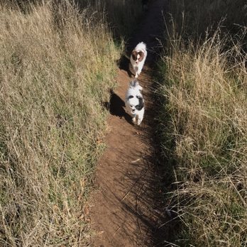 East and Rice Canyons - Dog friendly paths! - Hiking Near Me - Newhall, California