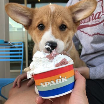 Spark - Pup Cup - Burgers Near Me - Oklahoma City, Oklahoma Spark - Pup Cup - Burgers Near Me - Oklahoma City, Oklahoma