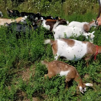 Haute Goat - Farms Near Me - Port Hope, Ontario