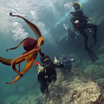 Banzai Divers Hawaii - Hawaiian Style! - Scuba Diving Near Me - Honolulu, Hawaii Banzai Divers Hawaii - Hawaiian Style! - Scuba Diving Near Me - Honolulu, Hawaii